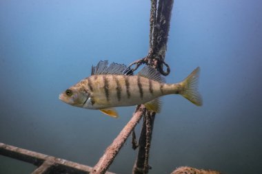 Yazın göle dalarken küçük bir deniz kenarı manzarası.
