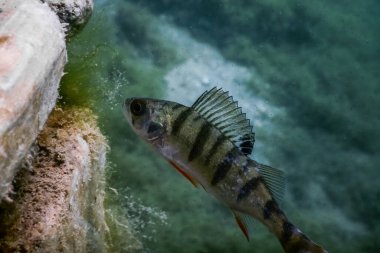 Yazın dalarken gölde balık yavrusu.