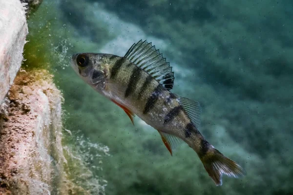 Bir platformla bir göle dalarken küçük bebek tüneği