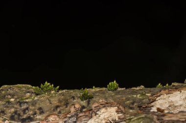 Siyah arka planı olan bir ağaç gövdesindeki küçük bitkiler.