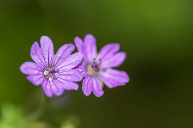 Yumuşak yeşil arka planda iki mor çiçek