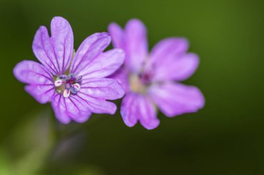 Ormanda bulanık iki mor çiçek.