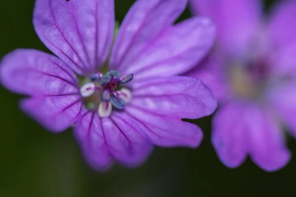 Фиолетовые Цветы Весеннем Виде — стоковое фото