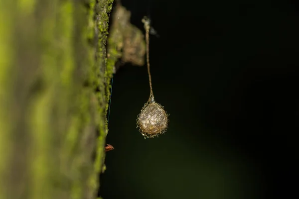 Colgando Huevo Una Araña Vista Macro Del Bosque — Foto de Stock