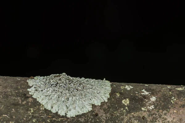 Esponja Redonda Del Árbol Sobre Una Madera Con Fondo Negro — Foto de Stock