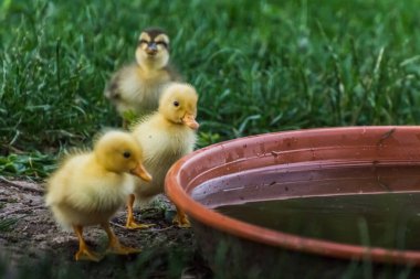 Üç koşucu ördek baharda bir su kabına bakıyor.
