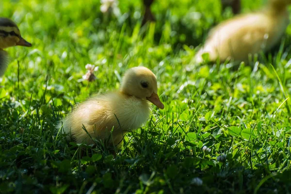 Fluffy Yellow Baby Running Duck Detail View — Stock Photo, Image