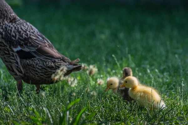 Drei Laufenten Mit Ihrer Mutter Gras Einem Garten — Stockfoto
