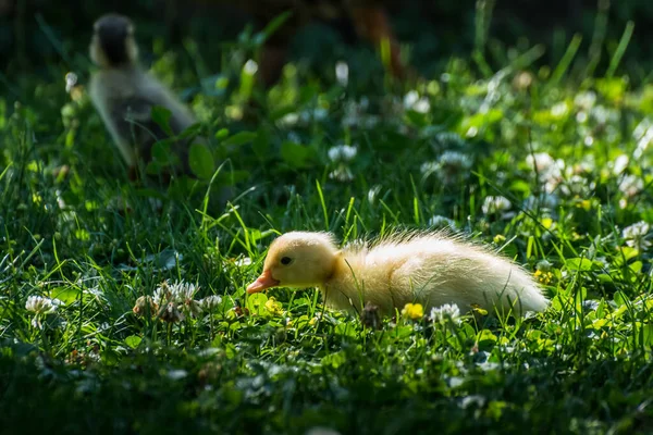 Gele Baby Rennende Eend Zoek Naar Voer Het Gras — Stockfoto
