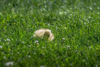 Güneşte yeşil çimlerde koşan küçük bebeğim