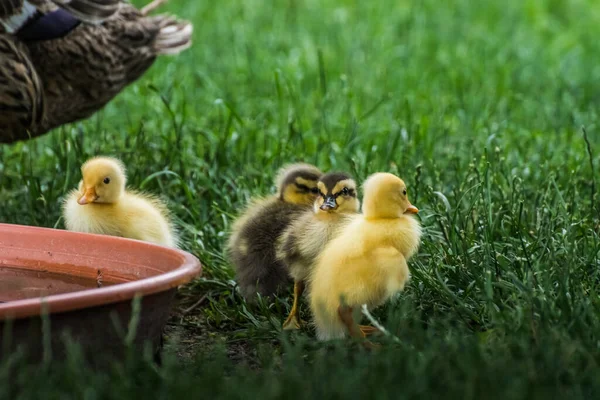 Pequenos Patos Correndo Bebê Olhar Redor Jardim — Fotografia de Stock
