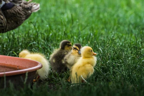 Dear Little Baby Running Ducks Green Grass Summer — Stock Photo, Image