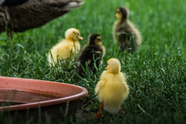 Vier Baby Laufenten Gras Einem Garten — Stockfoto