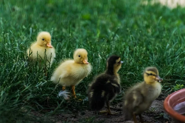 Four Baby Running Ducks Garden Row — Stock Photo, Image