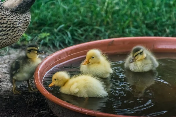 Fyra Fluffiga Babyspringande Ankor När Badar Vattenskål — Stockfoto