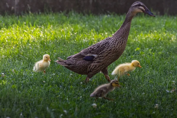 母亲带着三个小鸭子在花园里的高高的草地上奔跑 — 图库照片