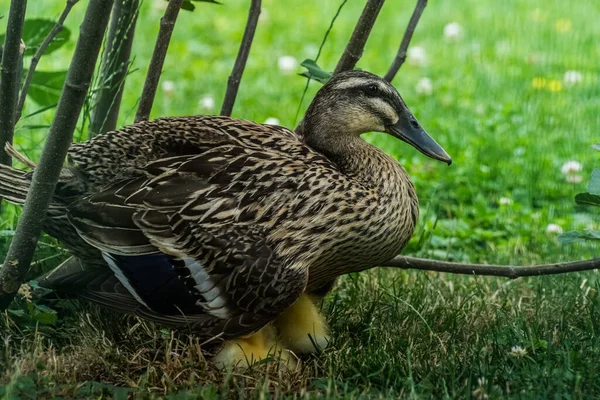 Anne Bebek Bir Bahçede Karnına Yakın Koşan Ördekler — Stok fotoğraf