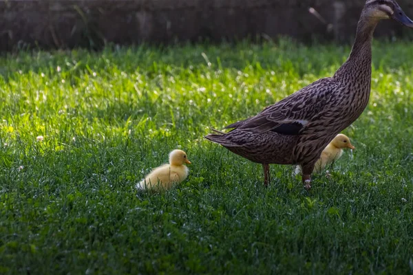 Mãe Com Dois Patos Amarelos Correndo Jardim — Fotografia de Stock