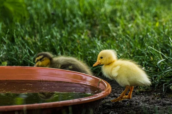 两只正在跑的小鸭站在一个水缸前 — 图库照片