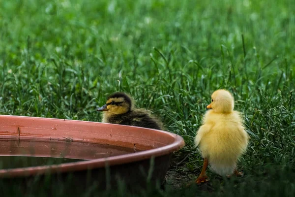 Two Baby Running Ducks Play Garden — Stock Photo, Image