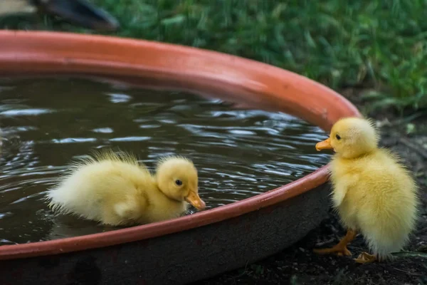 Dois Patos Correndo Bebê Banho Uma Tigela Água Jardim — Fotografia de Stock