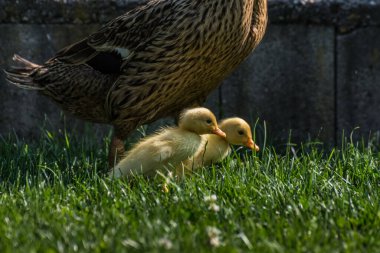 İki sarı yavru ördek yüksek yeşil çimenlerde yürüyor.
