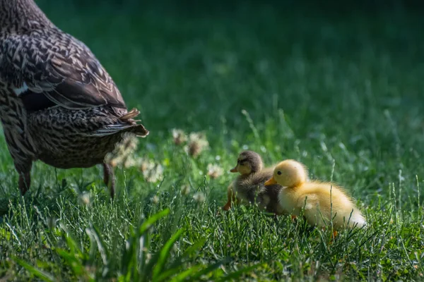 Two Dear Baby Ducks Walk Grass Sun — Stock Photo, Image