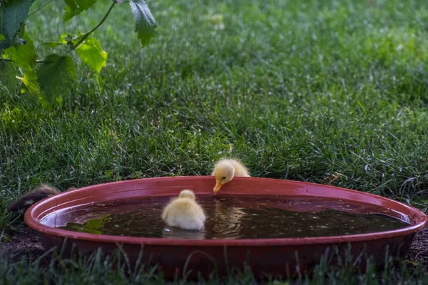 Two Little Yellow Baby Ducks While Bathing Water Bowl — Stock Photo, Image