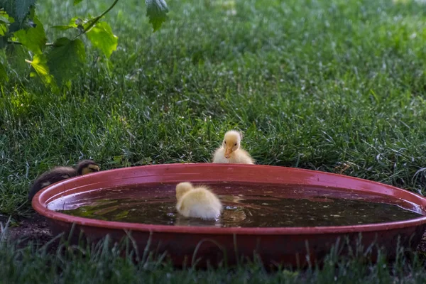 Dois Patos Amarelos Uma Tigela Água Verão — Fotografia de Stock