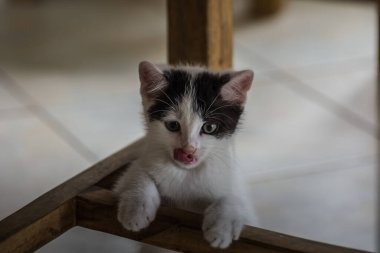 Küçük tatlı kedi sandalyede dille oynuyor.