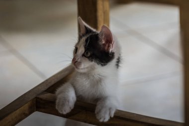 Küçük tatlı kedi oturma odasındaki sandalyede oynuyor.