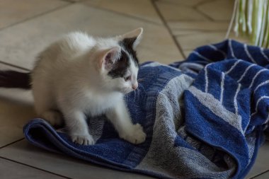 Küçük kedi yerde battaniyeyle oynuyor.