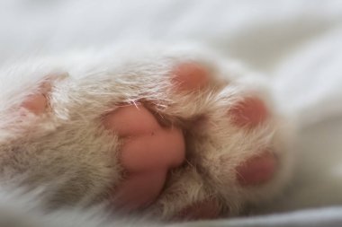 Küçük bir kedi yavrusunun küçük patisi makro manzara