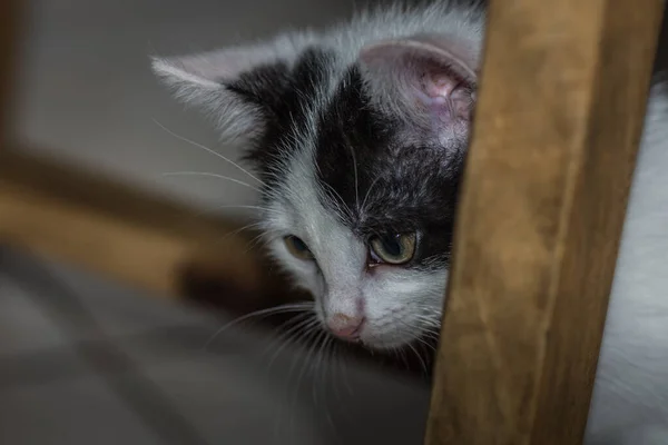 Μικρή Μου Γάτα Παίζει Κρυφτό Μια Καρέκλα — Φωτογραφία Αρχείου
