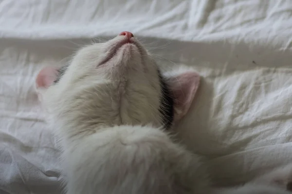 Mały Drogi Kot Kłamie Śpi Skręconymi Uszami — Zdjęcie stockowe