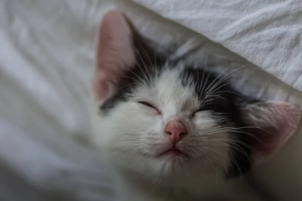 Pequeño Querido Gato Sonríe Mientras Durmiendo Espalda —  Fotos de Stock