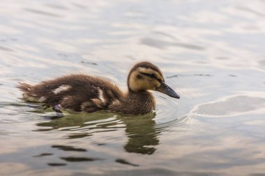 Küçük yavru ördek yazın tüylü