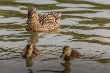 Anne ve küçük ördekler suda birlikte