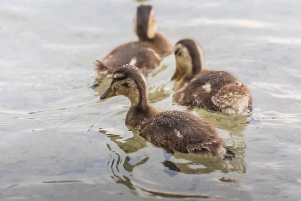 Baby Enten Schwimmen Sommer Wasser — Stockfoto