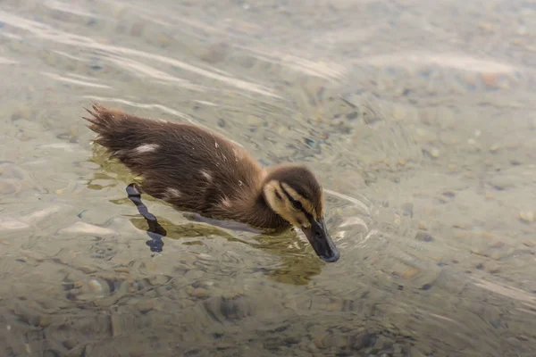 Petit Canard Nage Dans Eau Dans Lac — Photo