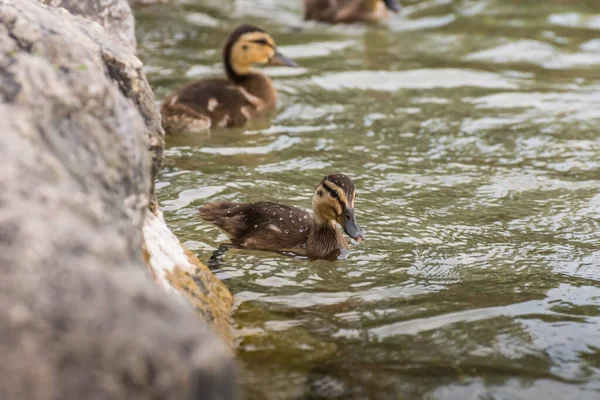 Kleine Enten Schwimmen Sommer Einem See — Stockfoto