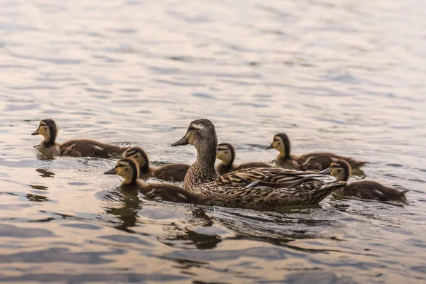 Mãe Filhotes Nadando Juntos Água Lago — Fotografia de Stock