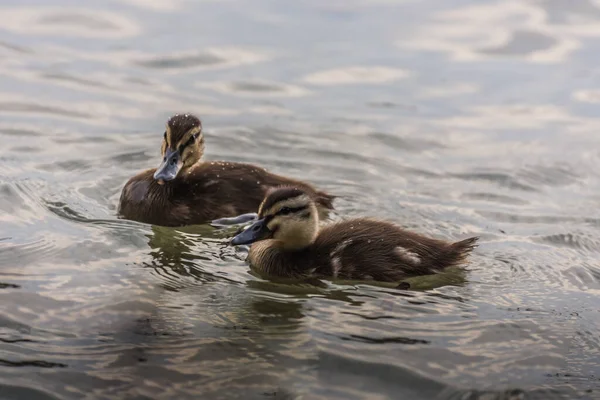 Due Anatre Che Nuotano Lago Fianco Fianco — Foto Stock