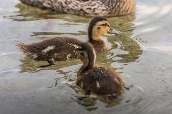 Zwei Kleine Baby Enten Schwimmen Seite Seite Wasser — Stockfoto