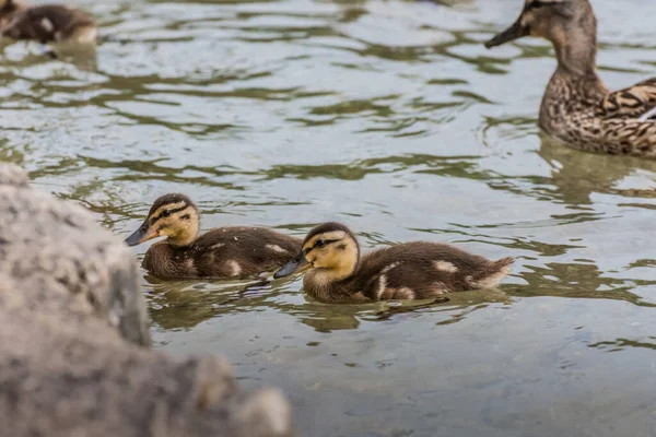 Two Little Baby Ducks Water Summer — Stock Photo, Image