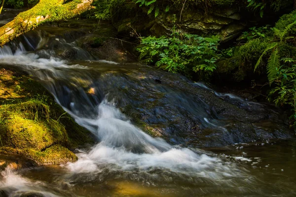 Passo Oblíquo Com Água Riacho Uma Floresta — Fotografia de Stock