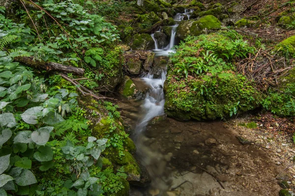 Mały Piękny Wodospad Lesie Zielonymi Roślinami Latem — Zdjęcie stockowe