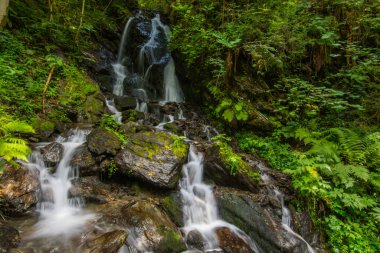 Yazın yeşil bir ormanda küçük şelaleler.