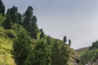 Yazın yürüyüş yaparken kayalık dağlarda ağaçlar