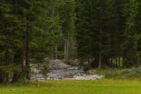 Bach Wald Beim Bergwandern Sommer — Stockfoto